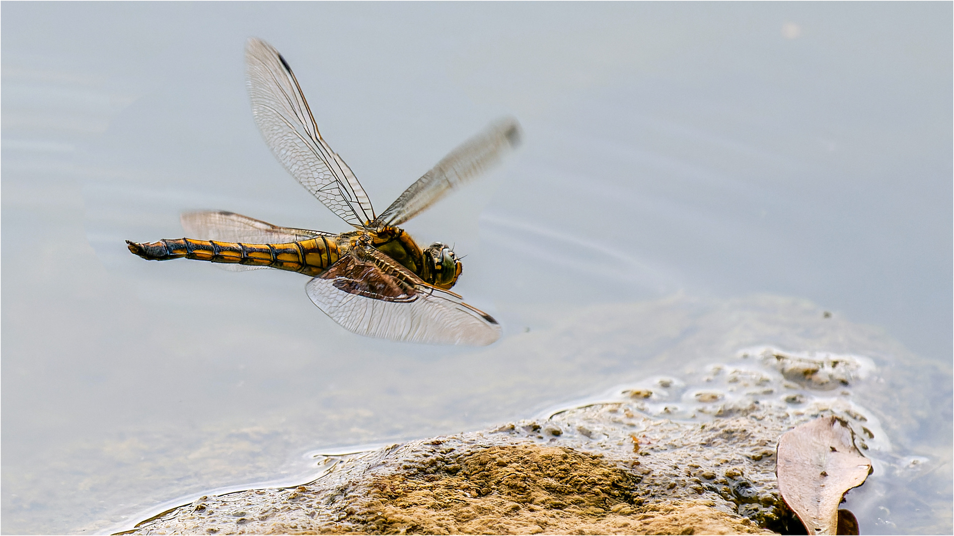 Große Blaupfeil - Orthetrum cancellatum - weibl.  .....