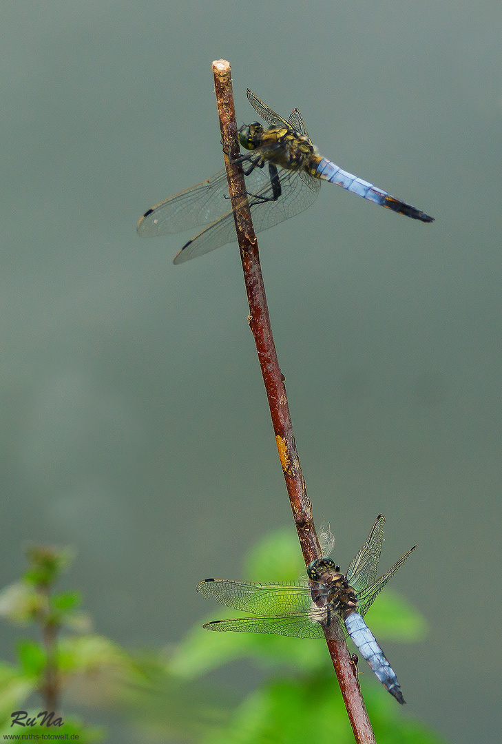 Große Blaupfeile - Orthetrum cancellatum