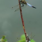 Große Blaupfeile - Orthetrum cancellatum