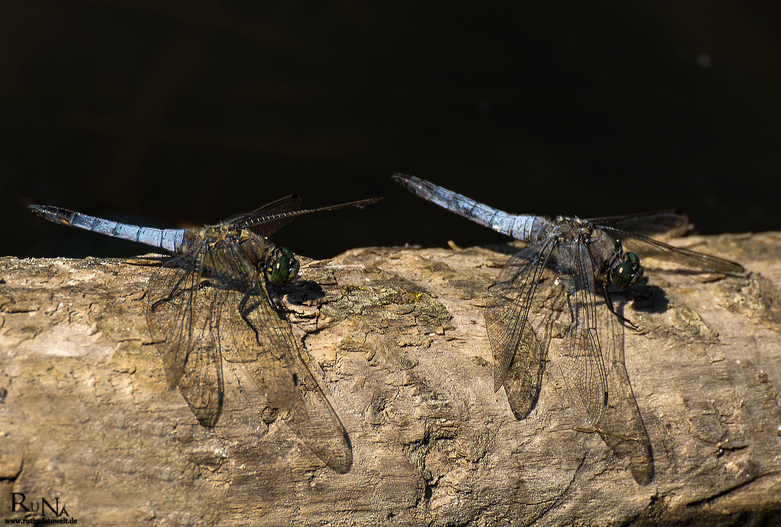 Große Blaupfeile - Orthetrum cancellatum