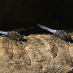 Große Blaupfeile - Orthetrum cancellatum