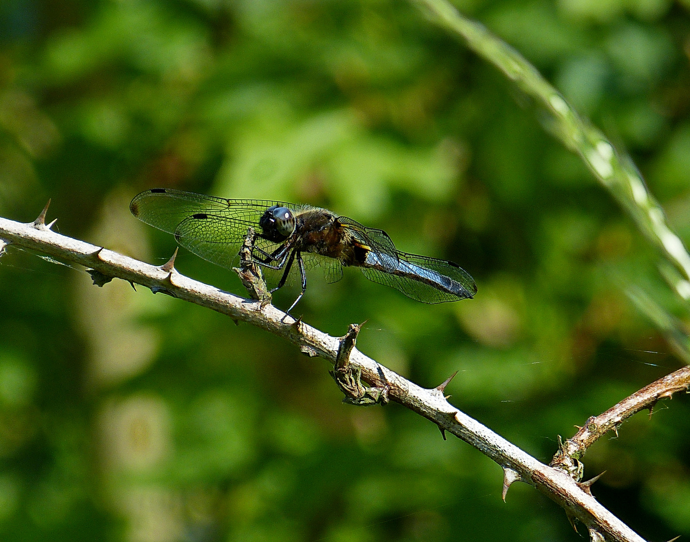 Große Blaupfeillibelle 