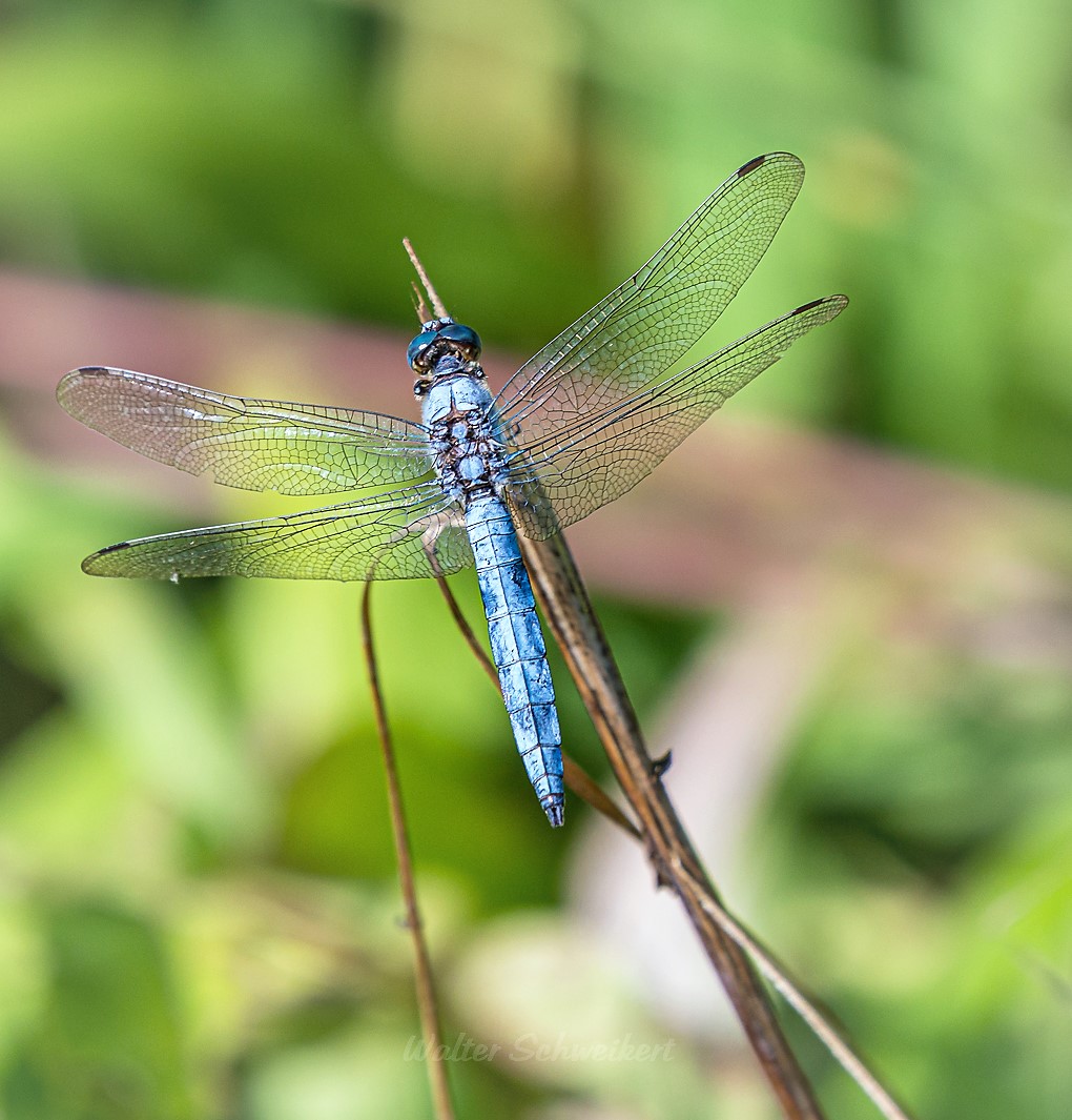 Große Blaupfeillibelle