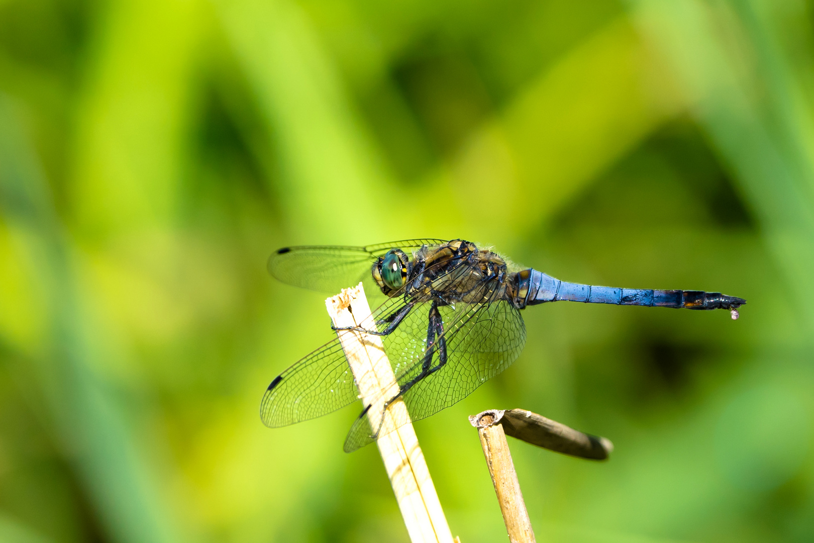 Große Blaupfeillibelle