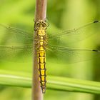 Große Blaupfeillibelle in ihrer ganzen Pracht