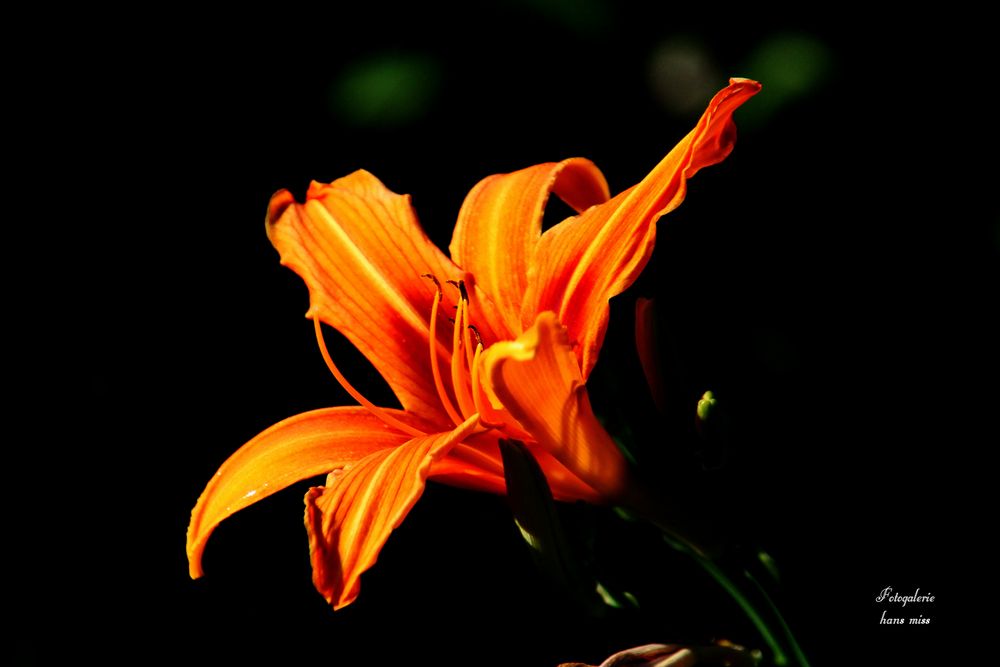 Große Blüte Foto & Bild natur, pflanzen, blüten Bilder auf