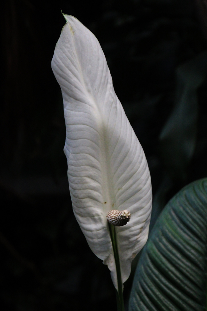 Große Blüte