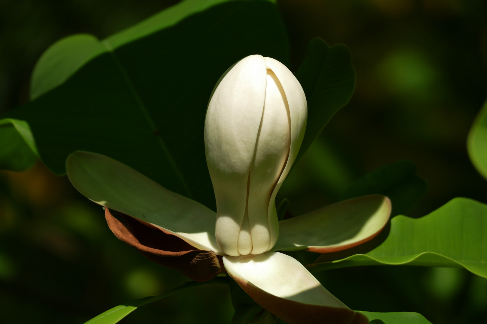 Große Blüte