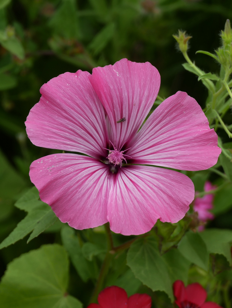 Große Blüte