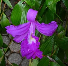 Große Blüte