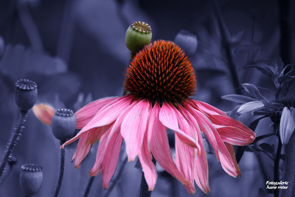 Große Blüte Foto & Bild landschaft, pflanzen, blüten Bilder auf