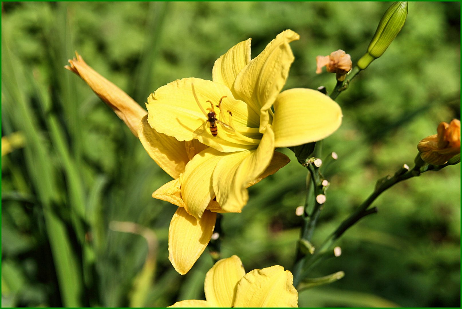 Große Blüte hat kleinen Besuch