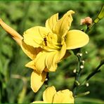 Große Blüte hat kleinen Besuch