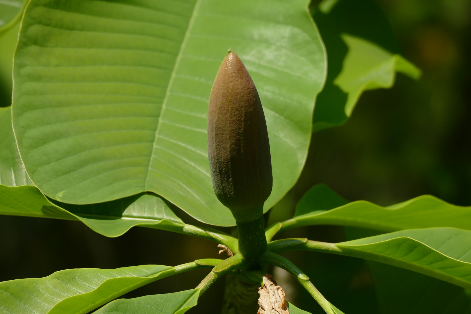 Große Blüte noch geschlossen