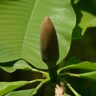 Große Blüte noch geschlossen