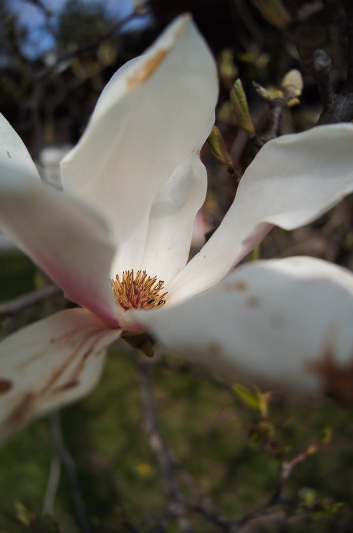 Große Blüten