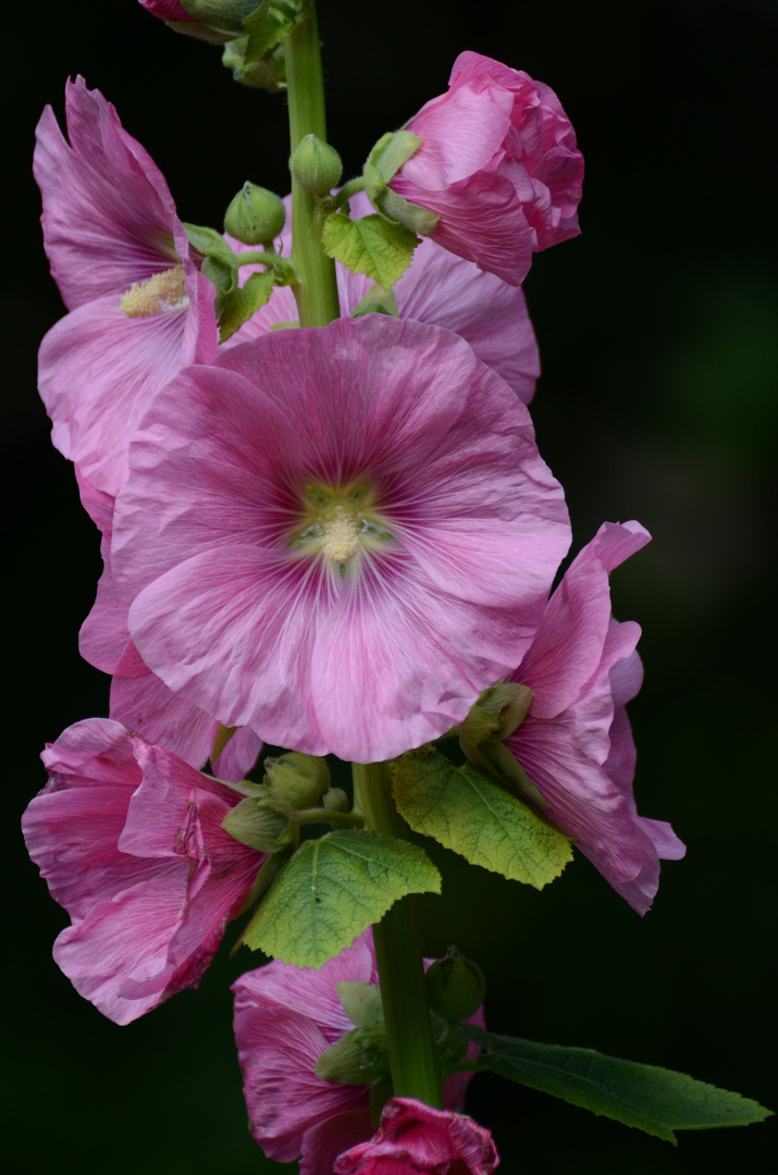 Große Blüten