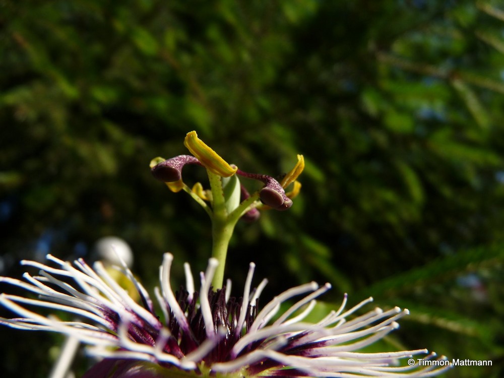 große blütenstempel