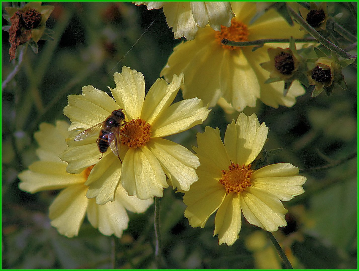 Große Blume hat kleinen Besuch