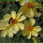 Große Blume hat kleinen Besuch