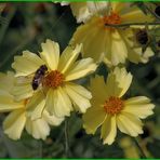 Große Blume hat kleinen Besuch