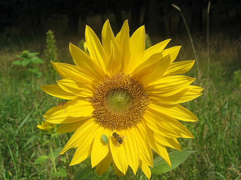 Grosse Blume hat Platz für alle