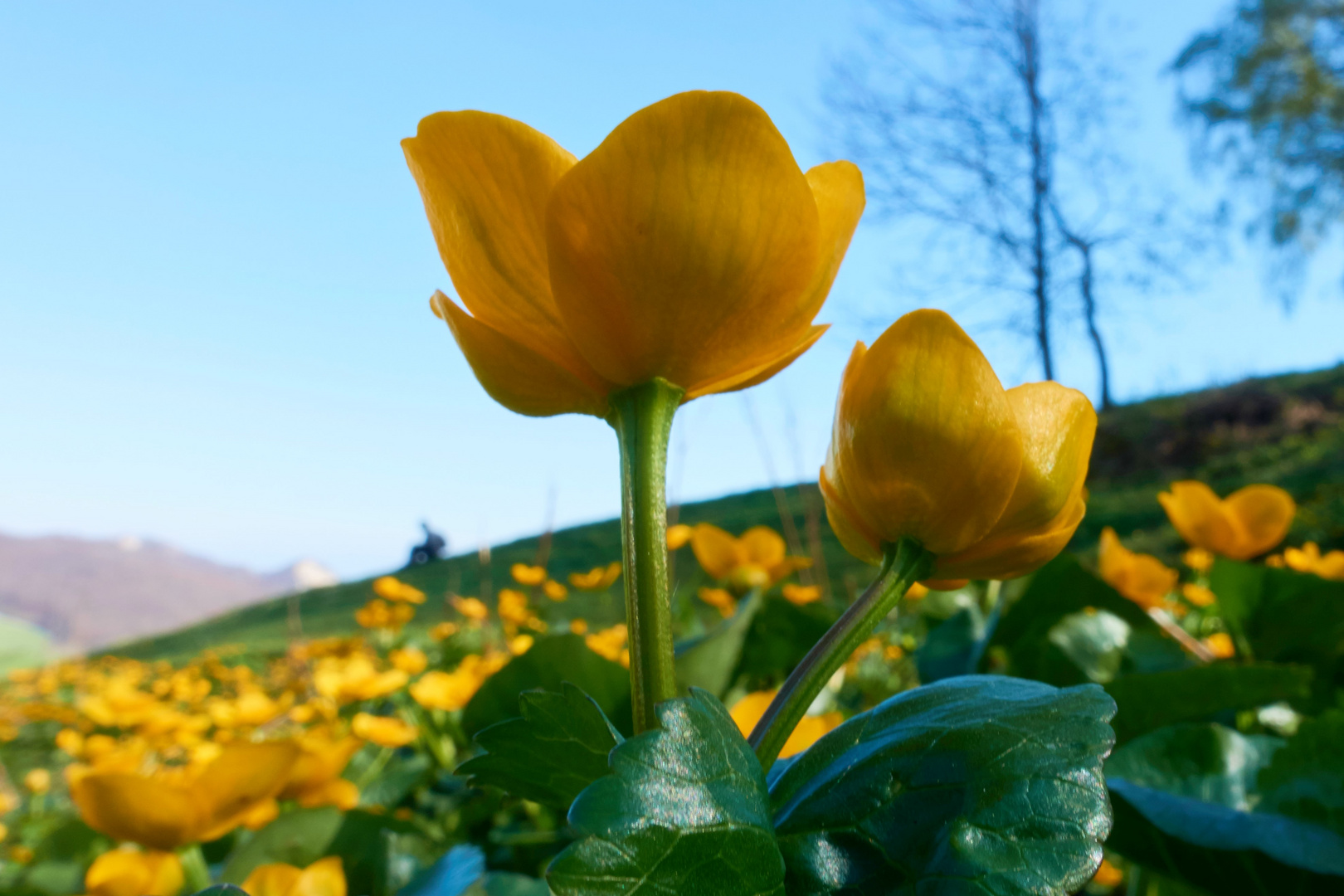 Grosse Blume, kleiner Mensch