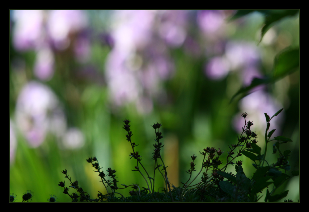 Große Blumen - kleine Blumen