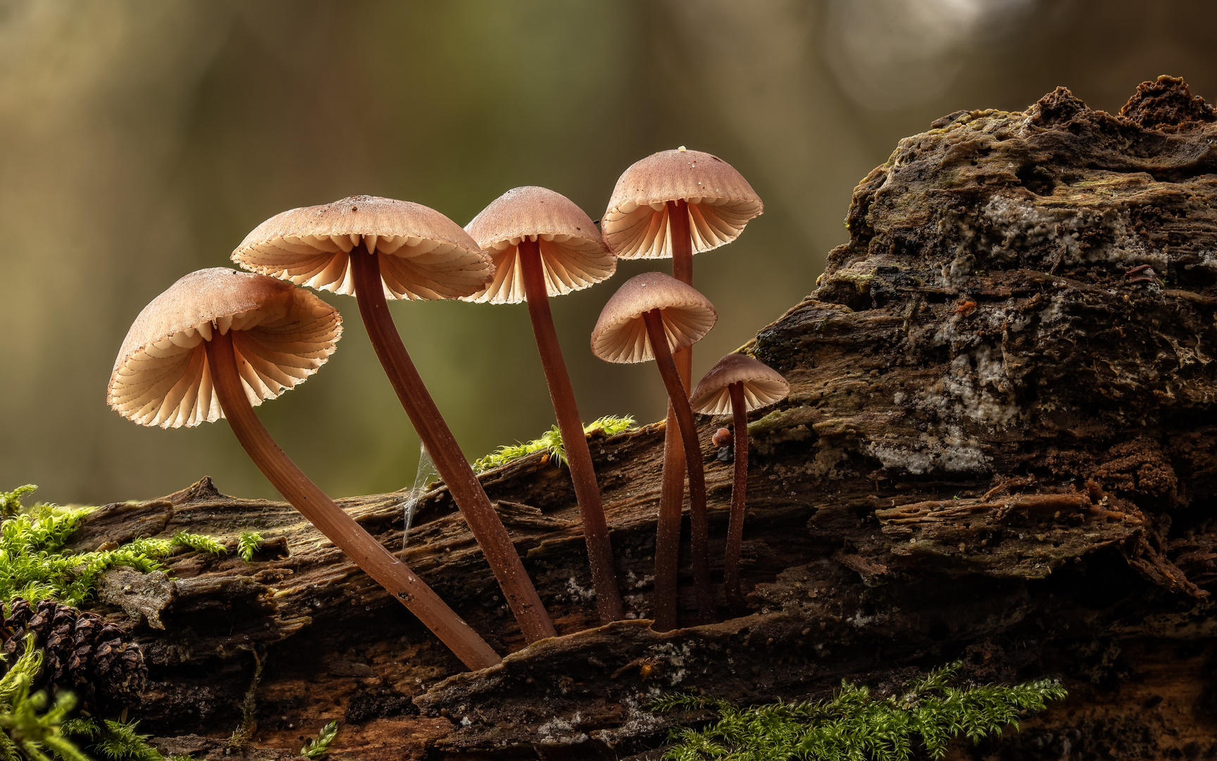 Große Blut-Helmlinge (Mycena haematopus)