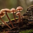 Große Blut-Helmlinge (Mycena haematopus)