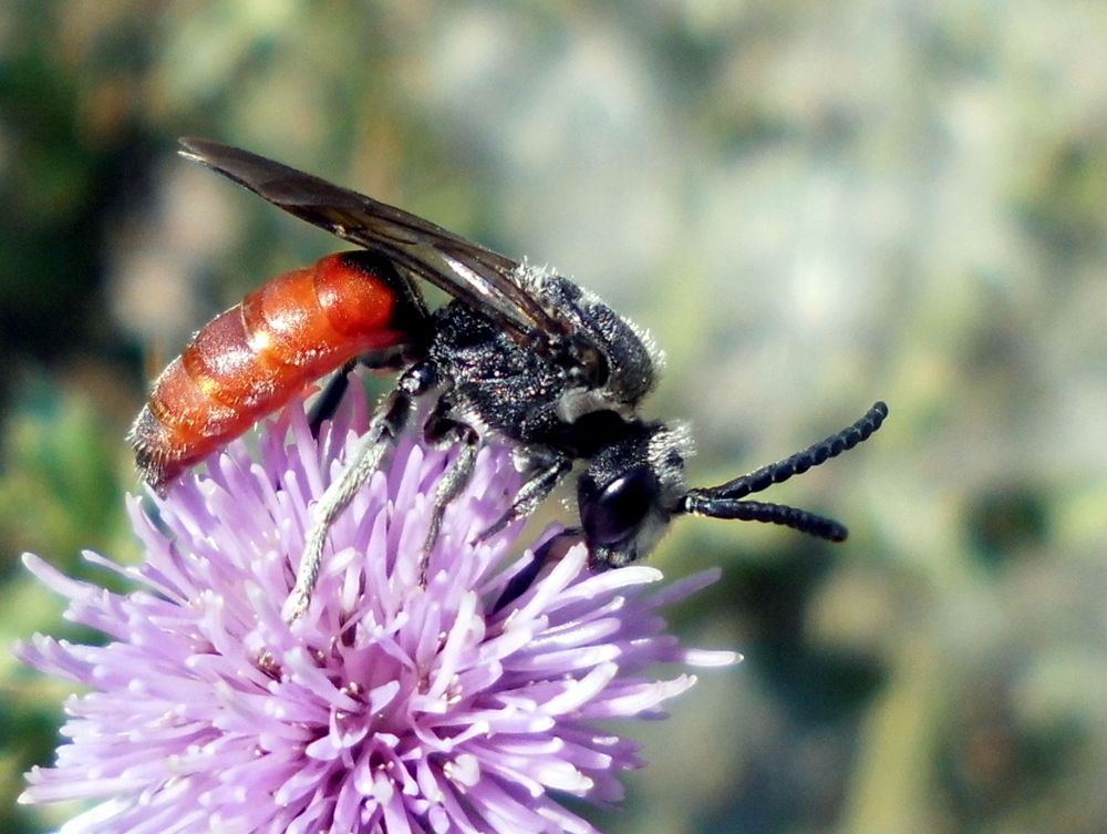 Große Blutbiene