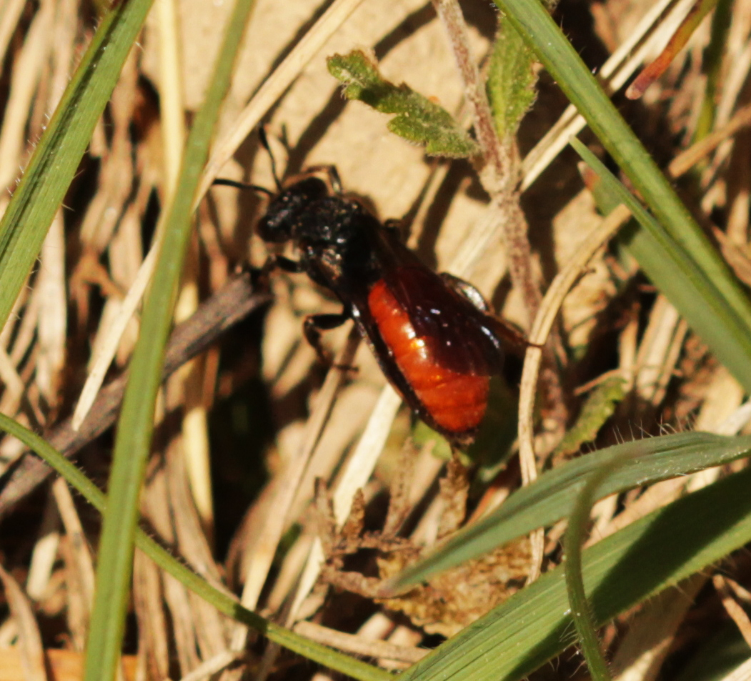 Große Blutbiene (Specodes albilabris)