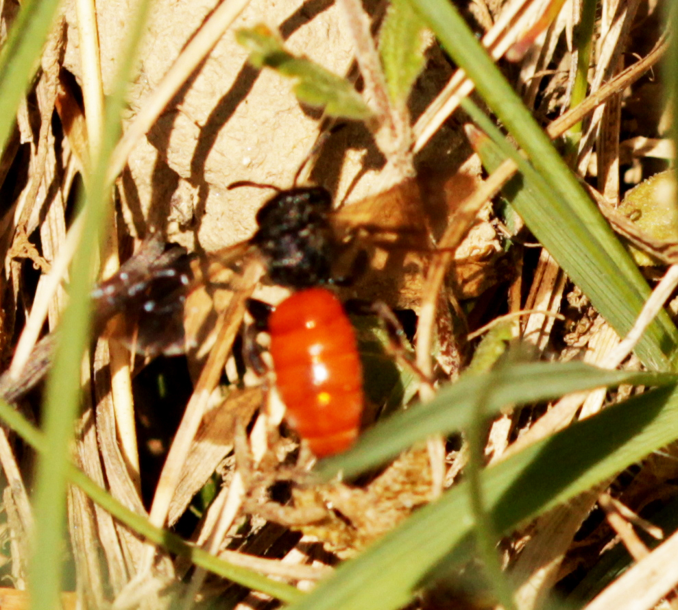 Große Blutbiene (Specodes albilabris)