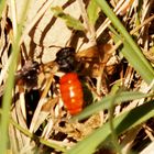 Große Blutbiene (Specodes albilabris)