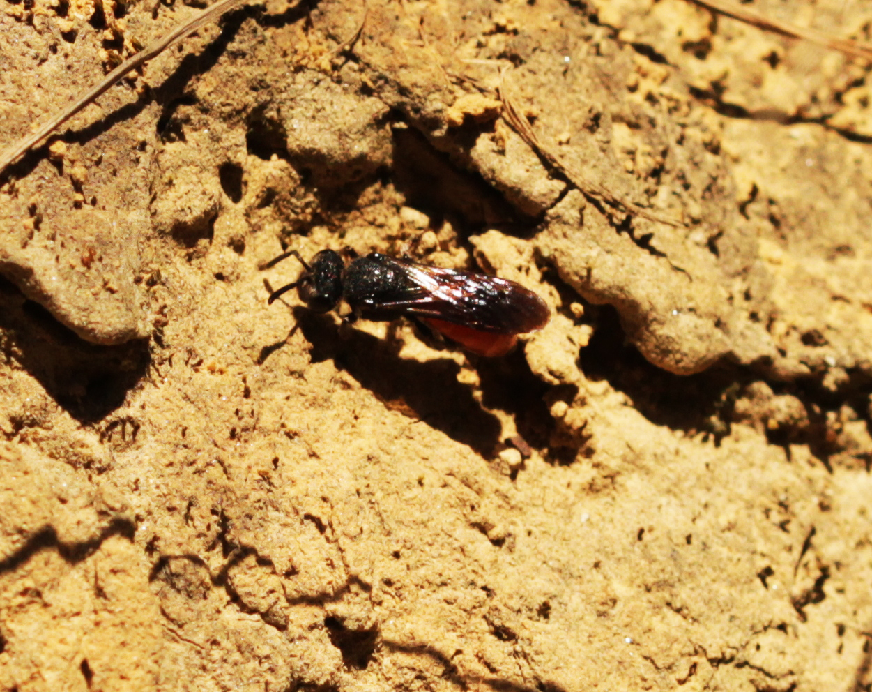 Große Blutbiene (Specodes albilabris)