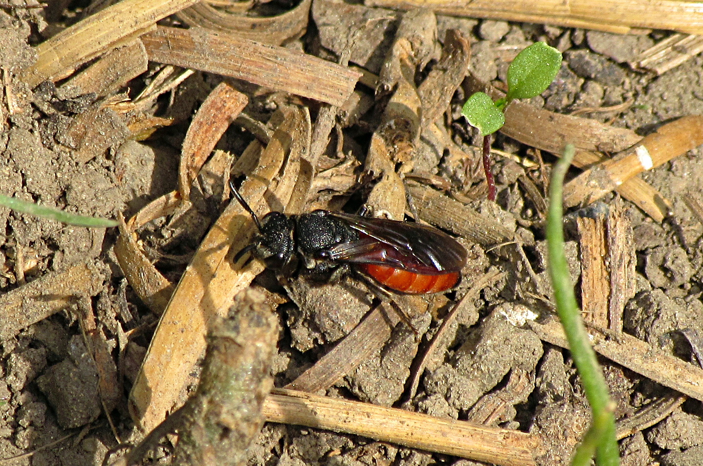 --- Große Blutbiene (Sphecodes albilabris) ---