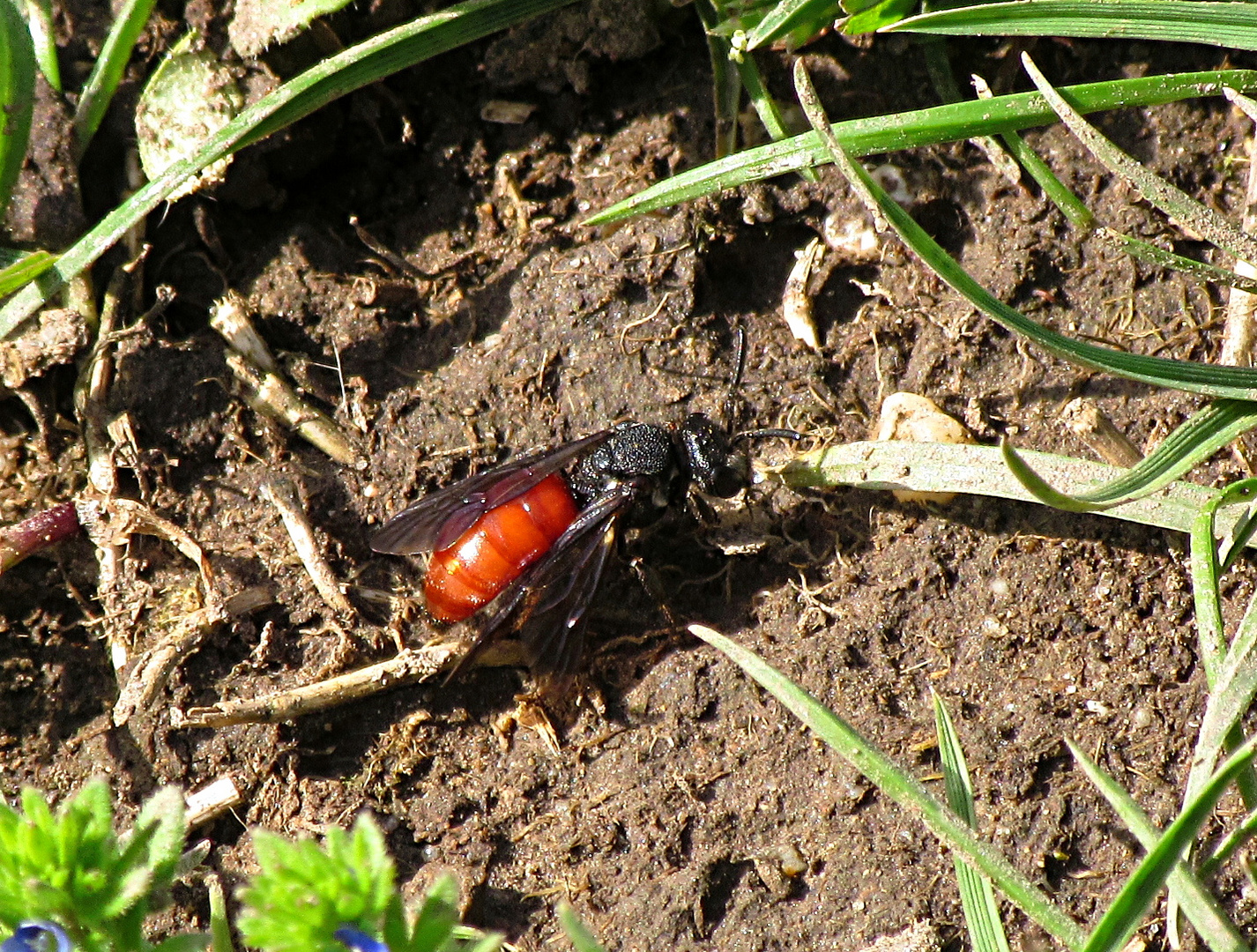 --- Große Blutbiene (Sphecodes albilabris) ---