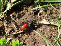 --- Große Blutbiene (Sphecodes albilabris) ---