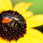 Große Blutbiene (Sphecodes albilabris)