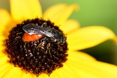 Große Blutbiene (Sphecodes albilabris)