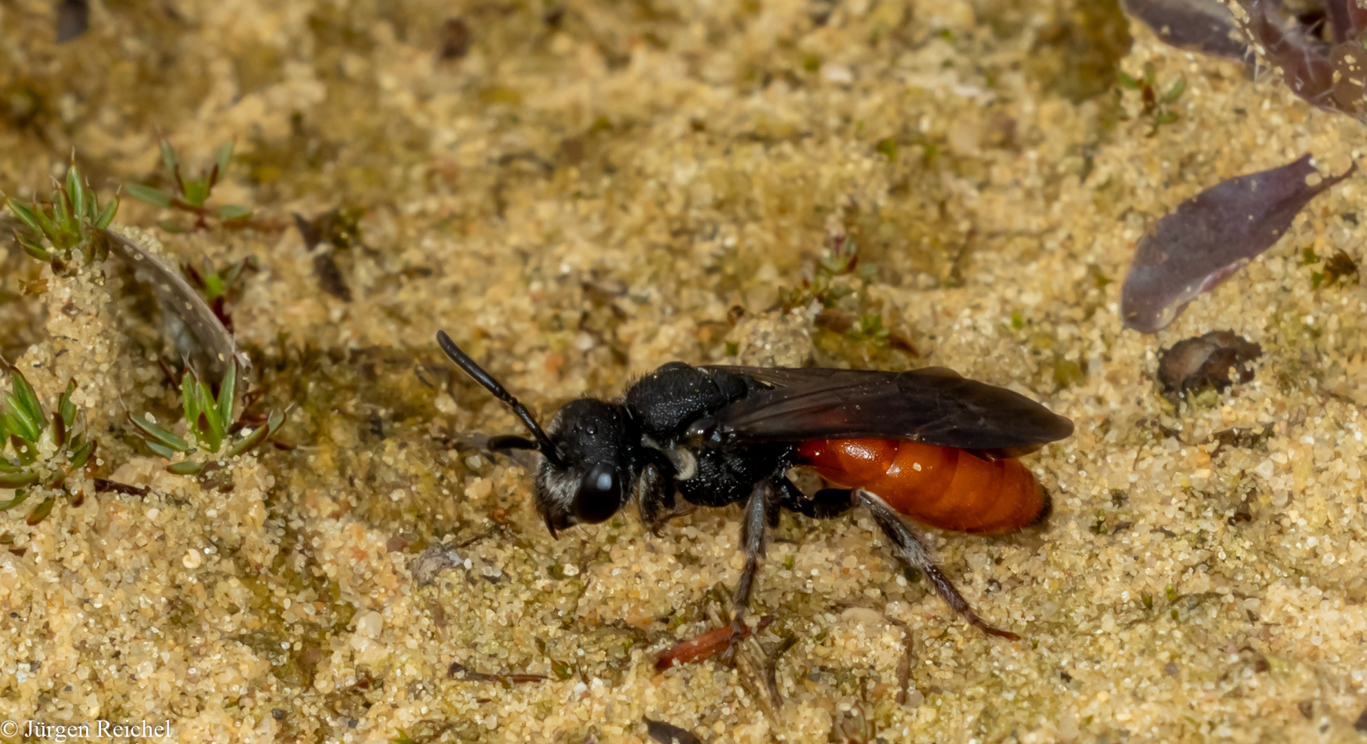 Große Blutbiene (Sphecodes albilabris) 