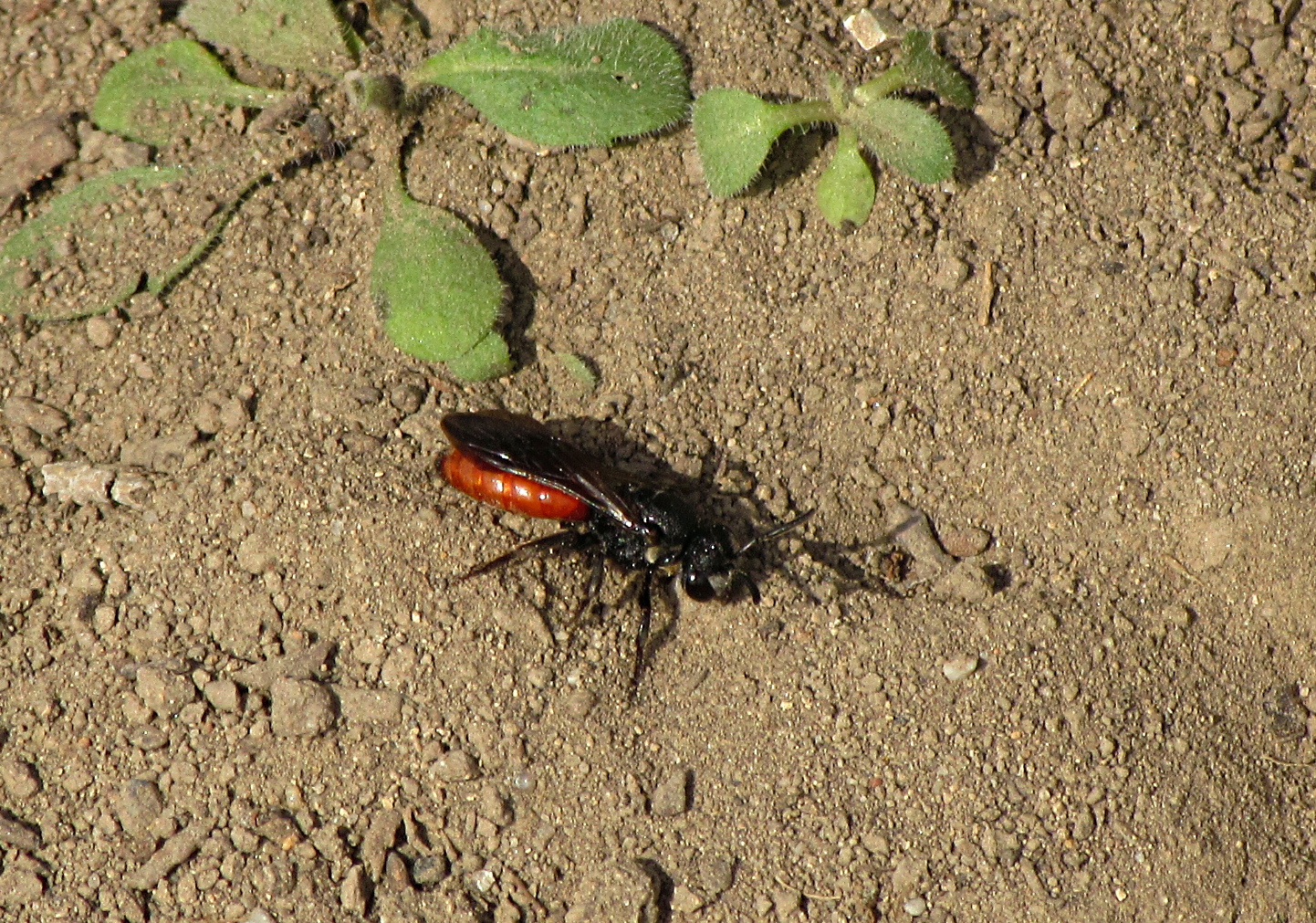 --- Große Blutbiene (Sphecodes albilabris) ---