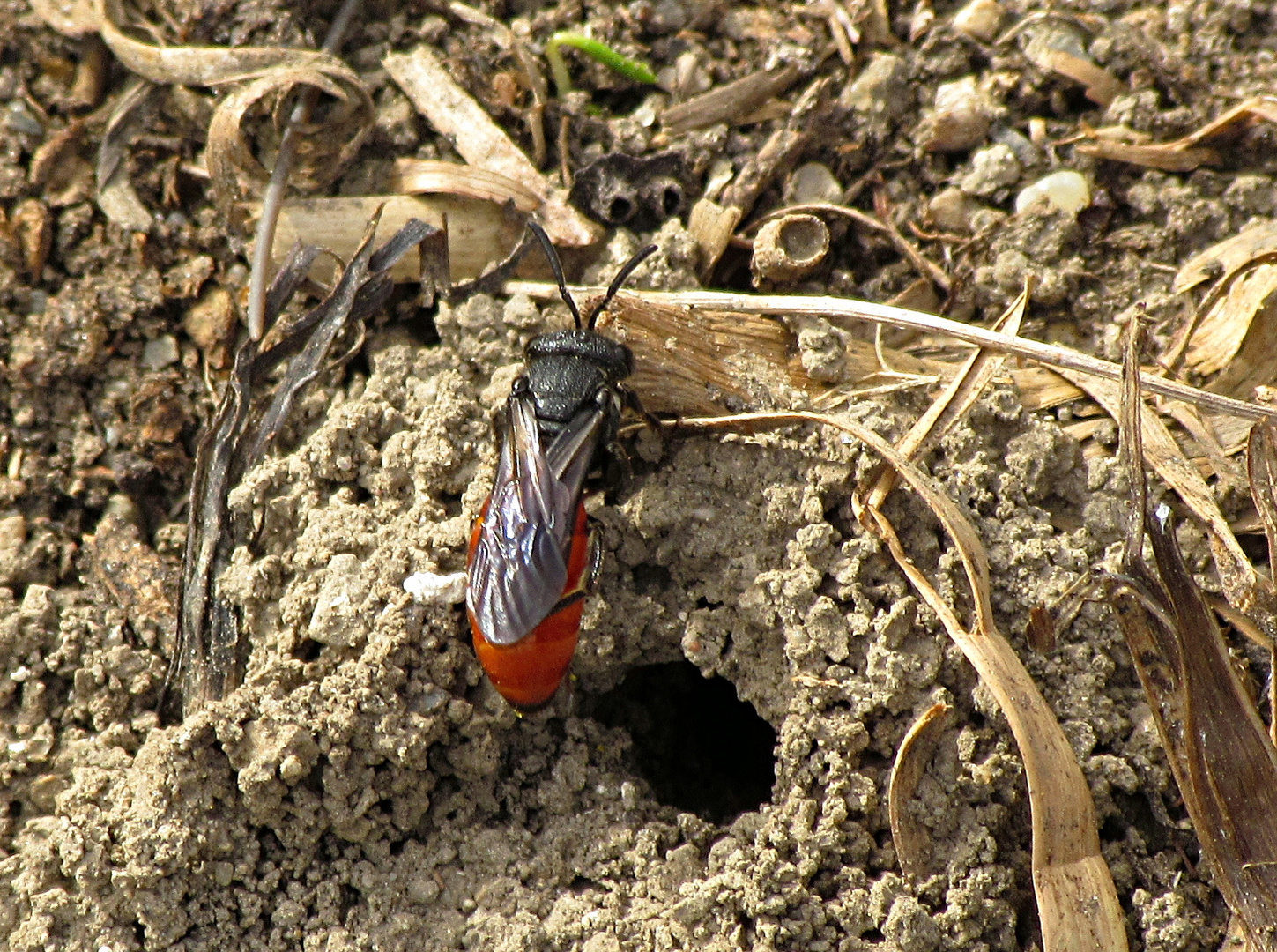 --- Große Blutbiene (Sphecodes albilabris) ---