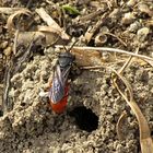 --- Große Blutbiene (Sphecodes albilabris) ---