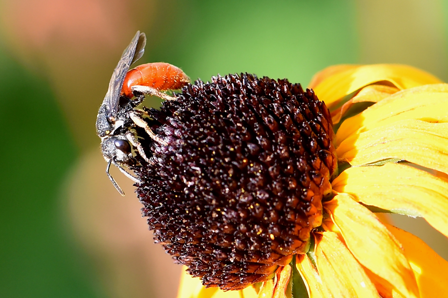 Große Blutbiene (Sphecodes albilabris) Profil