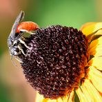 Große Blutbiene (Sphecodes albilabris) Profil