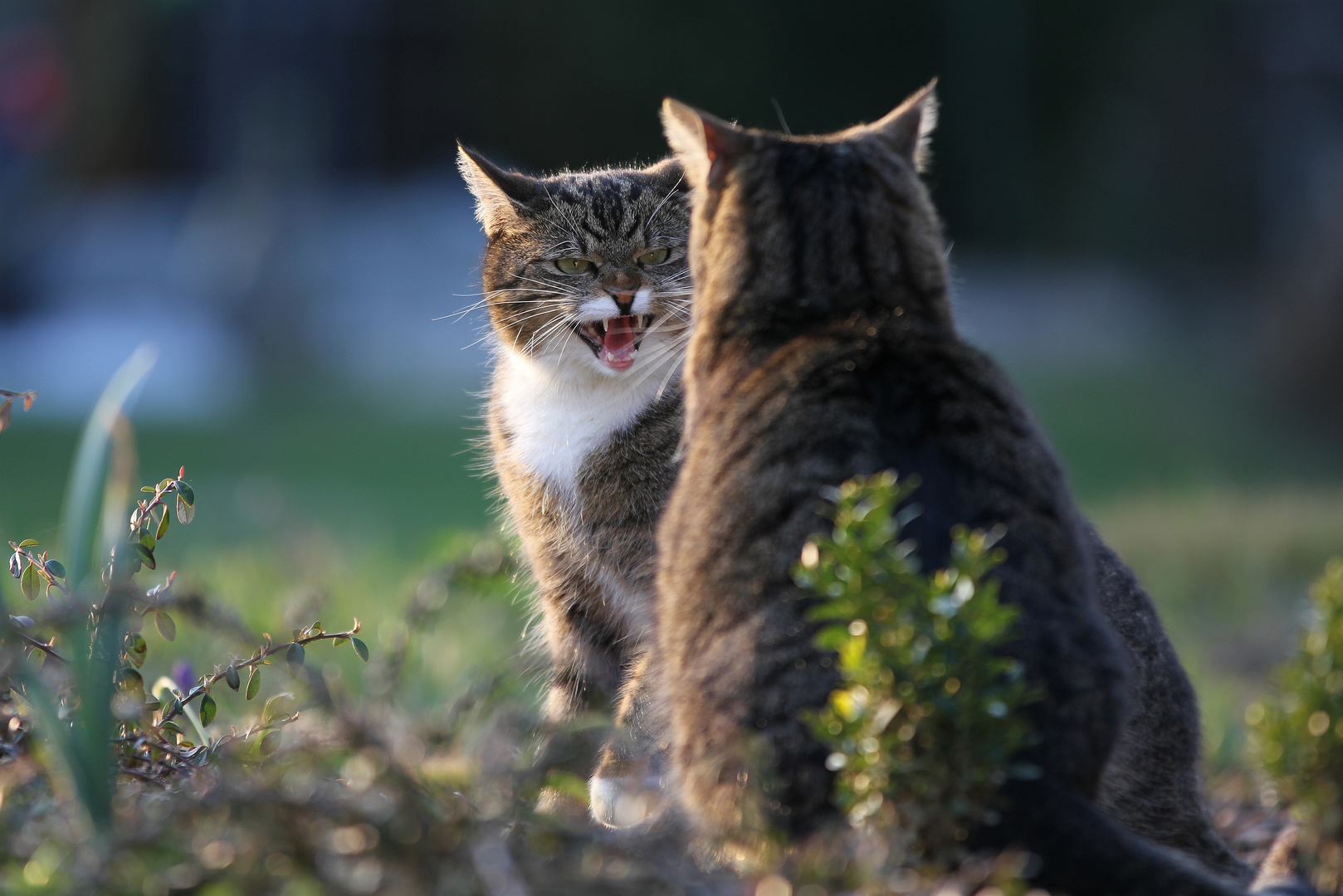 Große, böse Miezekatze