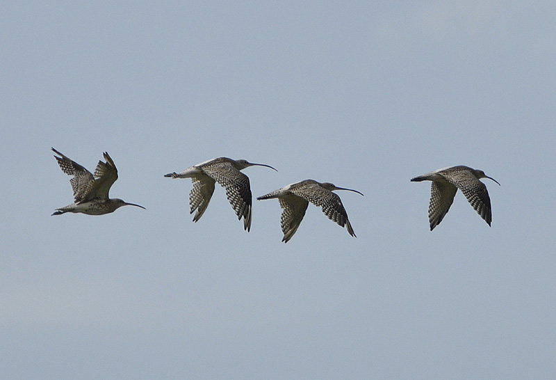 Große Brachvögel