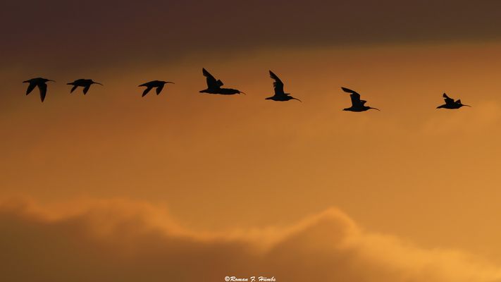 Große Brachvögel fliegen zu ihrem Schlafplatz