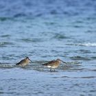 Große Brachvögel: Gleich drei auf einmal